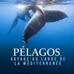 Pelagos - Au coeur de la Méditerranée / Frédéric Larrey, réal. | Larrey, Frédéric. Metteur en scène ou réalisateur. Scénariste